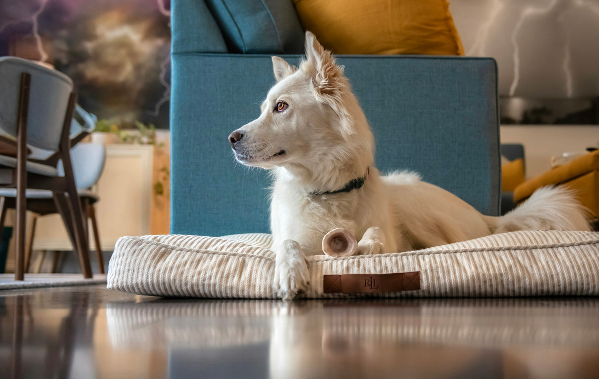 A calm white dog resting on a cushioned pet bed in a warm living room